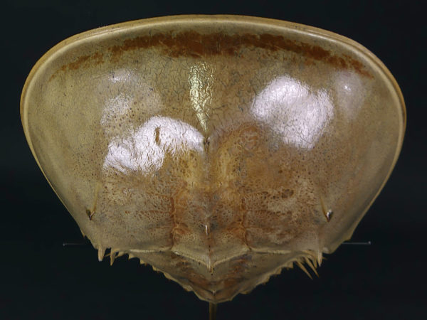 Limule de grande taille sur socle (dessus)