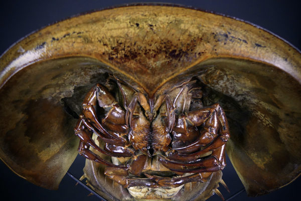 Limule de grande taille sur socle (dessus détail)