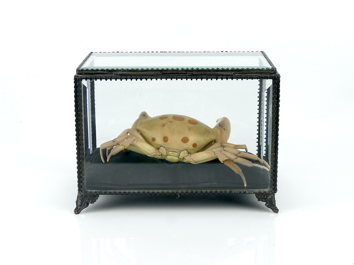 Crabe royal : 3 390 images, photos de stock, objets 3D et images  vectorielles