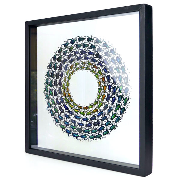 Coffre transparent sagra sp. petits coléoptères exotiques (3/4)