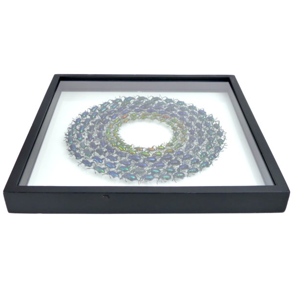 Coffre transparent sagra sp. petits coléoptères exotiques (dessous 3/4)