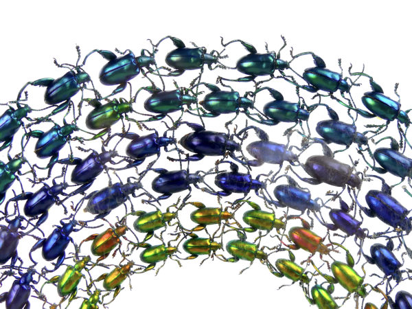 Coffre transparent sagra sp. petits coléoptères exotiques (détail)
