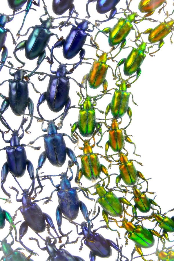 Coffre transparent sagra sp. petits coléoptères exotiques (détail)