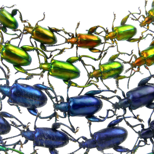 Coffre transparent sagra sp. petits coléoptères exotiques (détail)