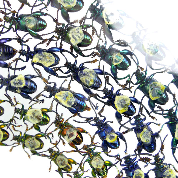 Coffre transparent sagra sp. petits coléoptères exotiques (détail dos)