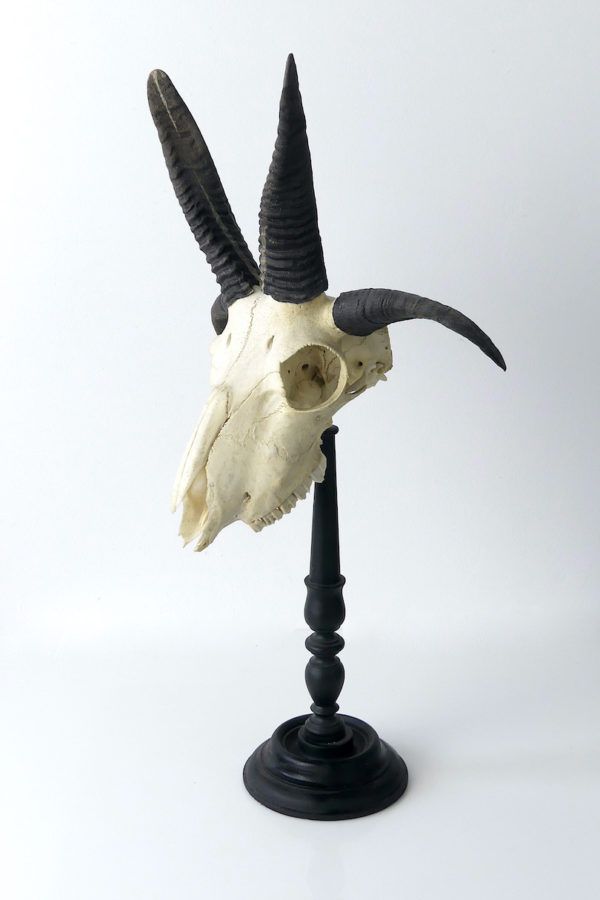 Crâne de Jacob à 4 cornes monté sur pied (3/4)