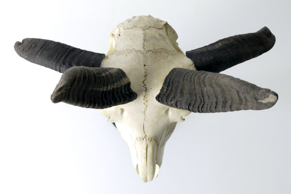 Crâne de Jacob à 4 cornes monté sur pied (dessus)