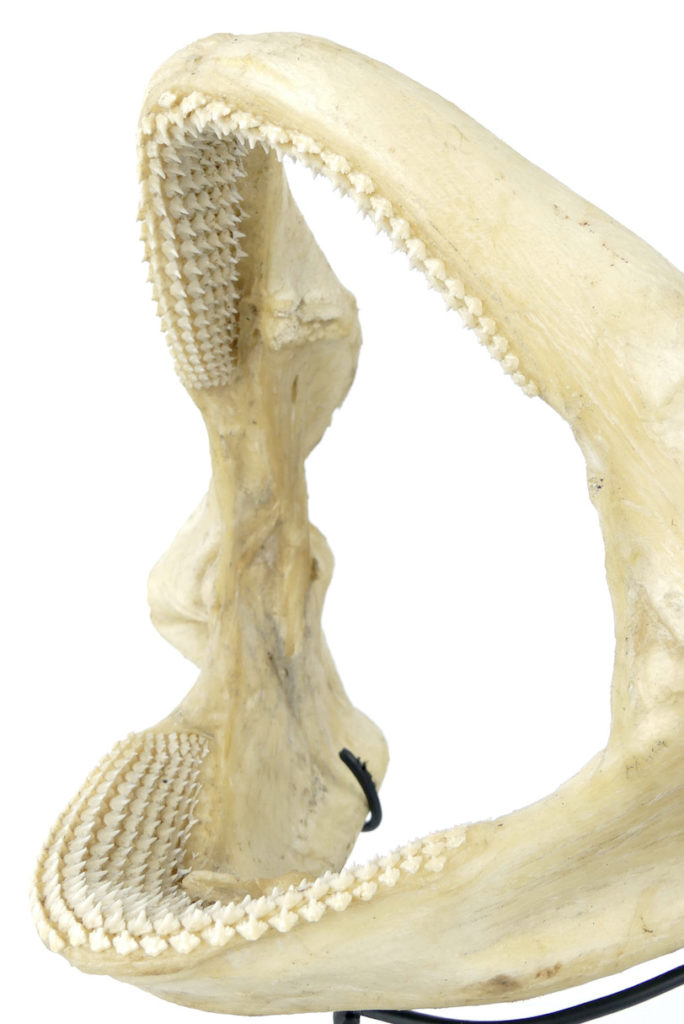 Figurine Mâchoire De Requin Tigre – Étain – Fabrication USA