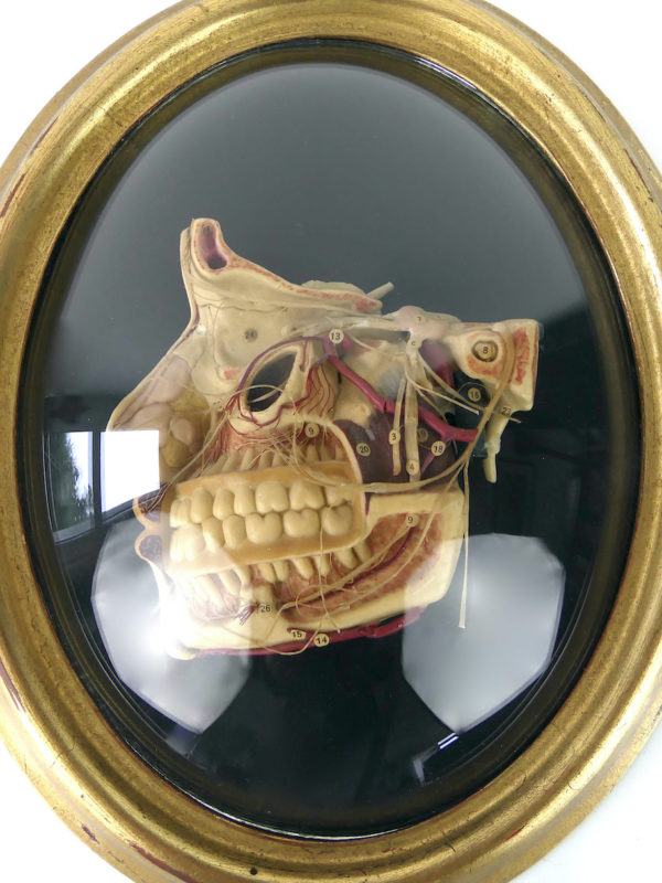 Cire anatomique céroplastie ancienne sous verre (détail face)
