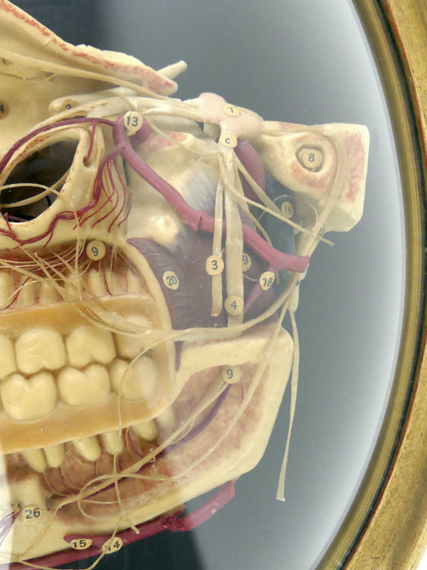 Cire anatomique céroplastie ancienne sous verre (détail)