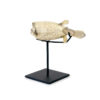Poisson coffre Ostracion cubicus (3/4 dos)
