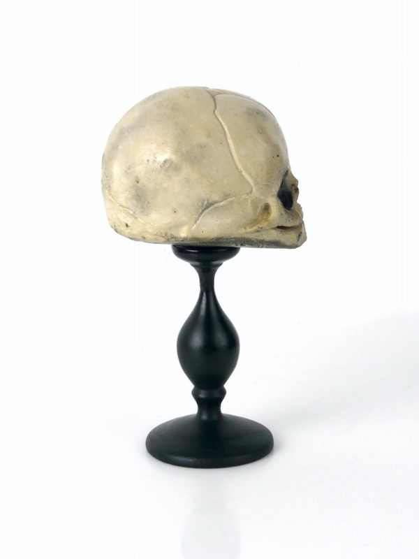 Petit crâne de fœtus sur pied (profil)