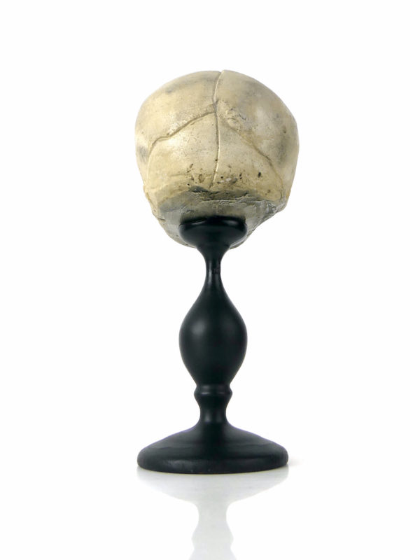 Petit crâne de fœtus sur pied (dessous dos)