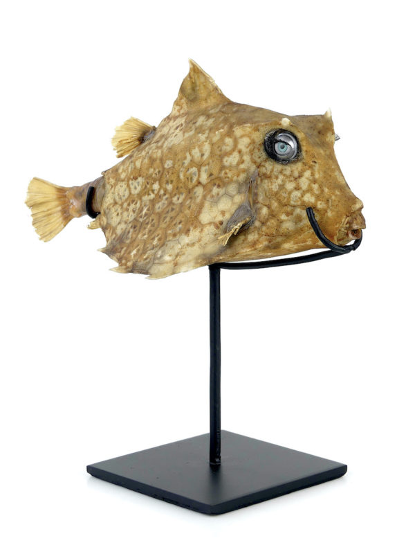 Poisson vache aux yeux de poupée sur pied (3/4)