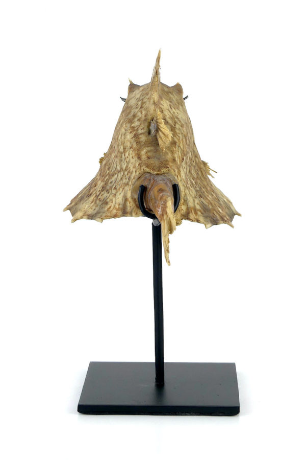 Poisson vache aux yeux de poupée sur pied (dos)