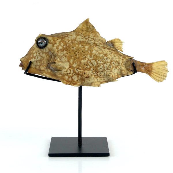 Poisson vache aux yeux de poupée sur pied (profil)