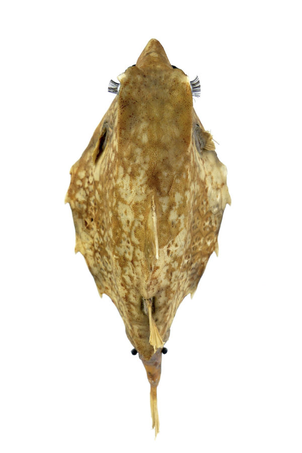 Poisson vache aux yeux de poupée sur pied (dessus)