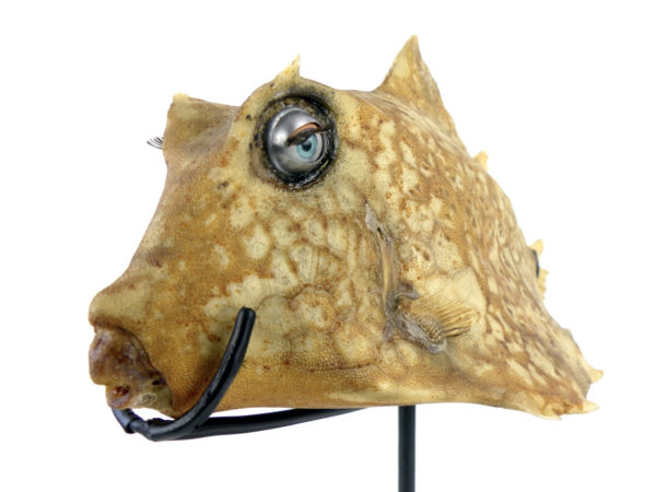 Poisson vache aux yeux de poupée sur pied (3/4)