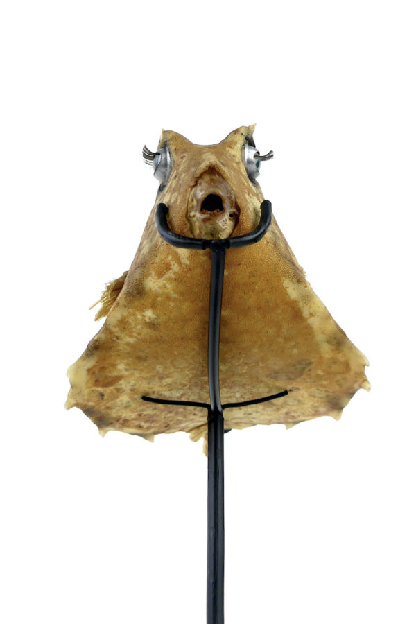 Poisson vache aux yeux de poupée sur pied (dessous)