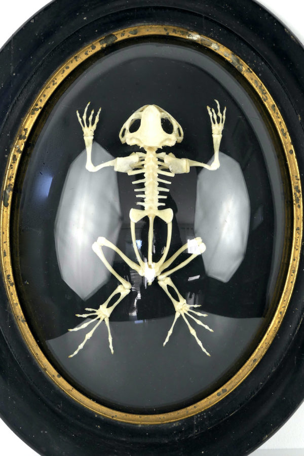 Squelette de grenouille sous verre bombé (face)
