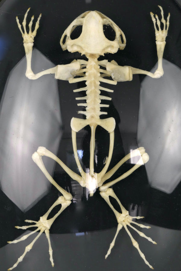 Squelette de grenouille sous verre bombé (détail)