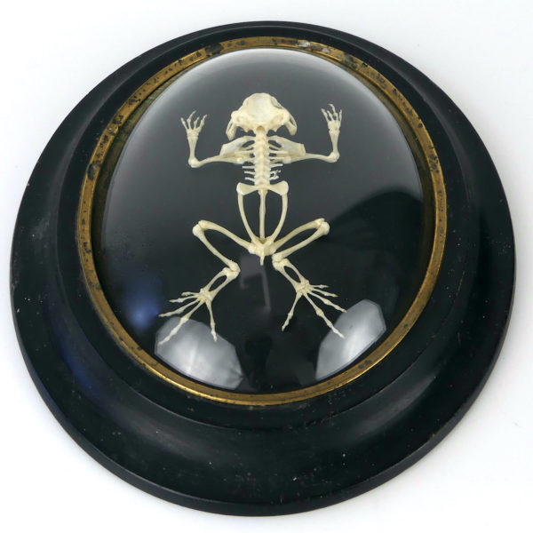 Squelette de grenouille sous verre bombé (3/4)