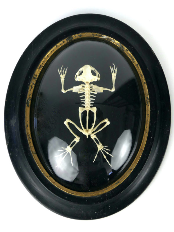 Squelette de grenouille sous verre bombé (face)