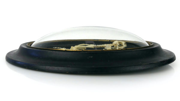 Squelette de grenouille sous verre bombé (profil)