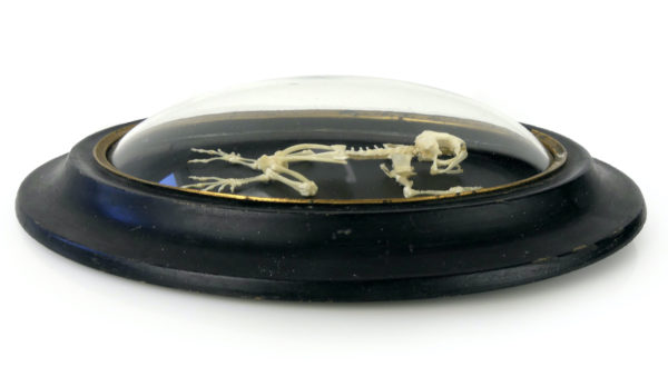 Squelette de grenouille sous verre bombé (profil)