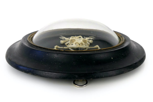 Squelette de grenouille sous verre bombé (dessus)