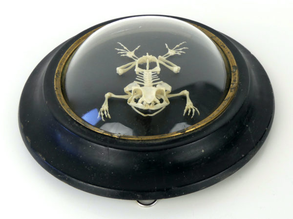 Squelette de grenouille sous verre bombé (dessus)