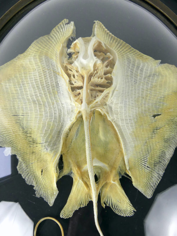 Squelette de Rajidae sous verre bombé (détail)