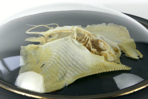 Squelette de Rajidae sous verre bombé (dessus 3/4)