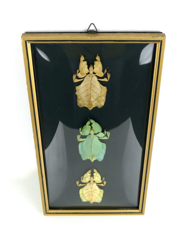 Cadre entomologique 3 phillies à verre bombé (dessus)