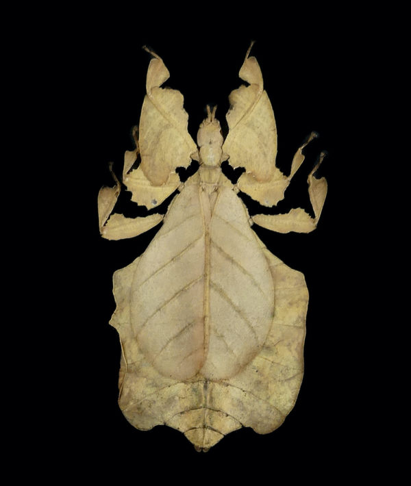 Cadre entomologique 3 phillies à verre bombé (phyllium)