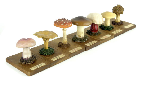 Ensemble didactique 3 de 7 champignons identifiés sur planchettes de bois
