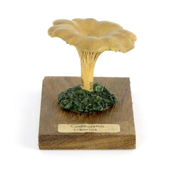 Ensemble didactique 3 de 7 champignons identifiés sur planchettes de bois 2