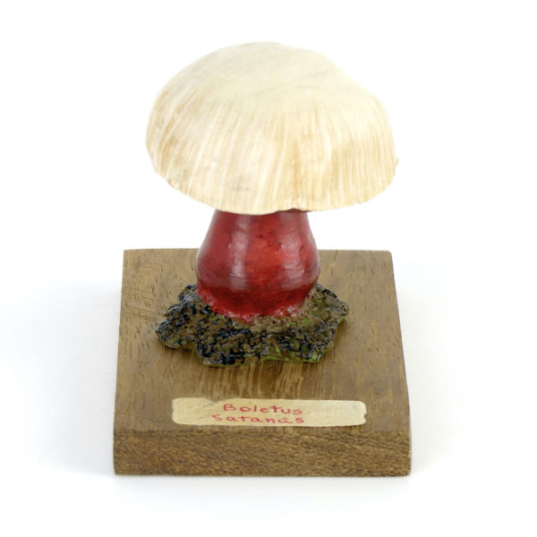 Ensemble didactique 3 de 7 champignons identifiés sur planchettes de bois 4