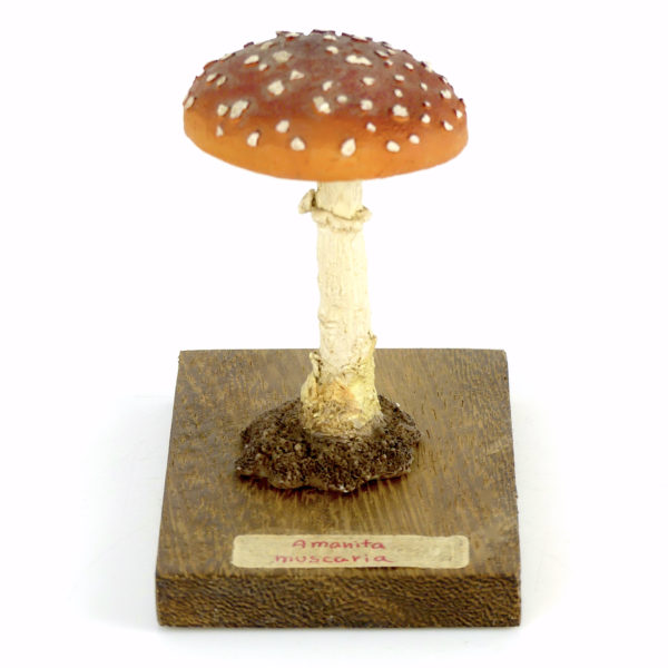 Ensemble didactique 3 de 7 champignons identifiés sur planchettes de bois 5