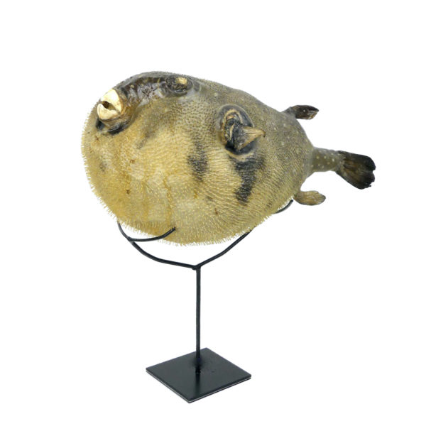 Poisson-globe naturalisé sur socle métallique noir (3/4)