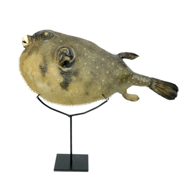 Poisson-globe naturalisé sur socle métallique noir (profil)