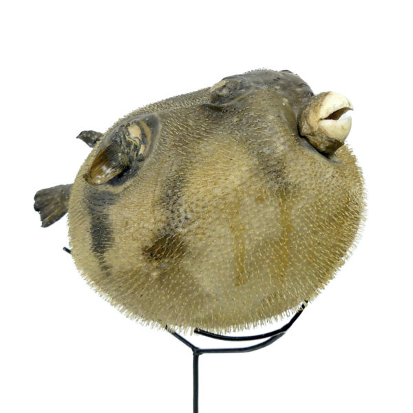 Poisson-globe naturalisé sur socle métallique noir (3/4)