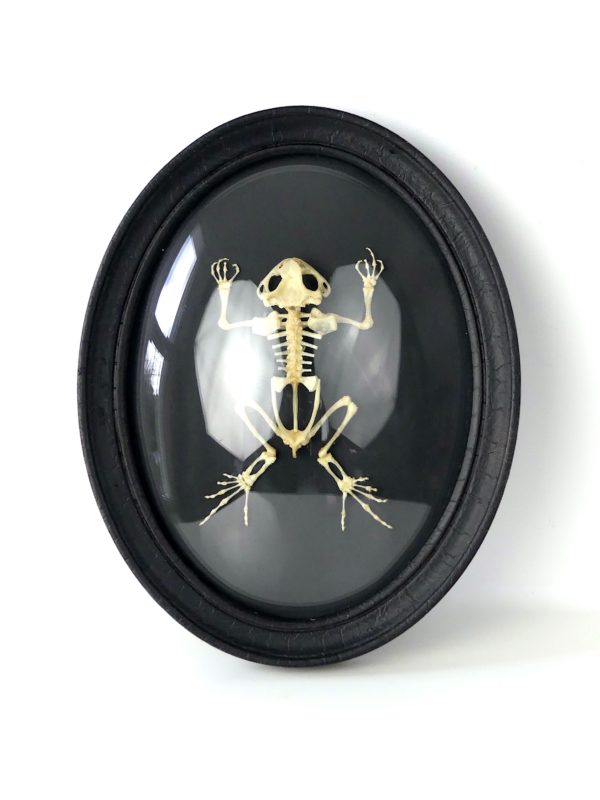 Squelette de crapaud d'Asie Duttaphrynus melanostictus sous verre bombé (face)