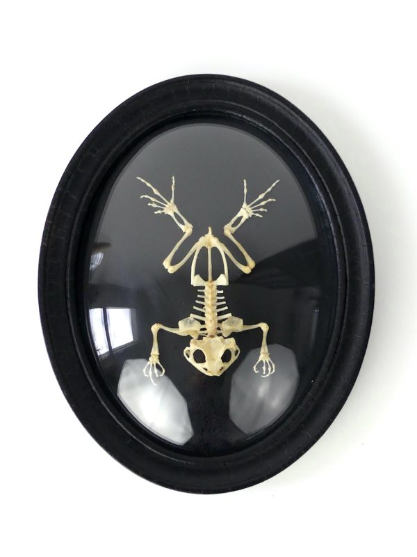 Squelette de crapaud d'Asie Duttaphrynus melanostictus sous verre bombé (face)