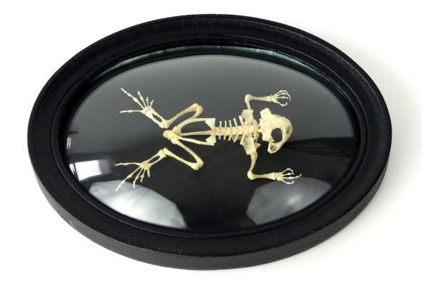 Squelette de crapaud d'Asie Duttaphrynus melanostictus sous verre bombé (profil)
