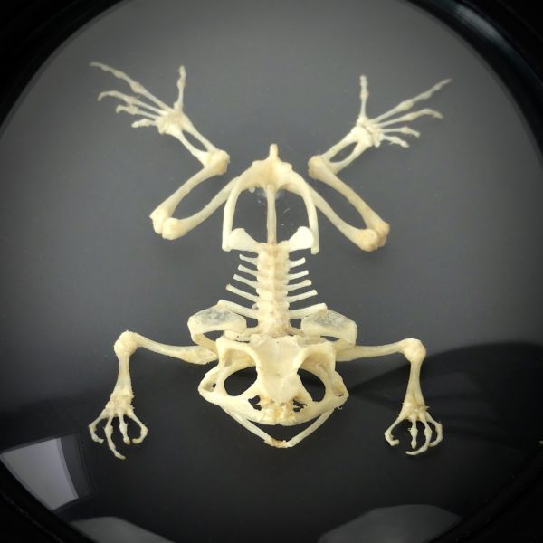 Squelette de crapaud d'Asie Duttaphrynus melanostictus sous verre bombé (détail)