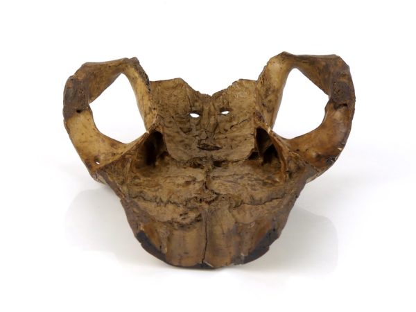 Crâne de cheval cérémoniel Atoni ciselé en forme de masque (dos dessous)