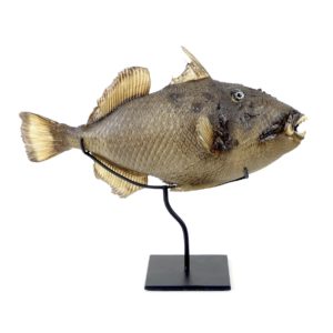 Poisson Baliste Naturalisé 8-10 Cm - Naturosphère - Décoration Naturelle