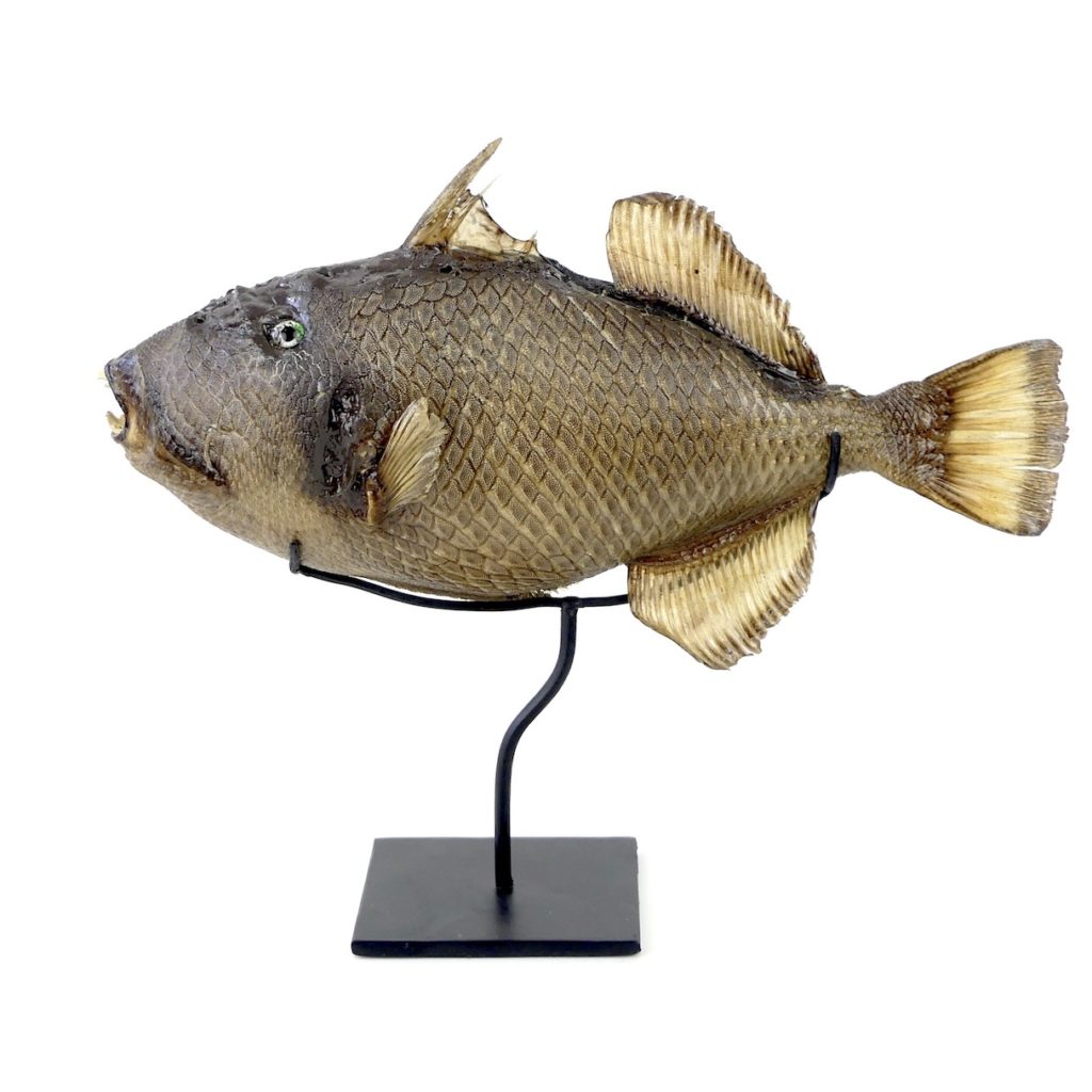 Poissons Balistes (Balistidés) - En vente au Poisson d'Or -  et Poisson d'Or