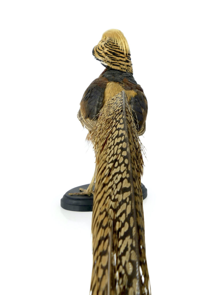 Taxidermie naturalisé empaillé chasse réplique glouton - Trophées
